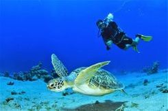 Martinique Turtle